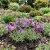 Alpine Toadflax Seeds - Linaria Alpina