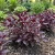Alternanthera Purple Knight Seeds - Alternanthera Dentata