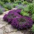Alyssum Oriental Nights Seeds - Lobularia Maritima