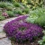 Alyssum Purple Royal Carpet Seeds - Lobularia Maritima