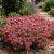 Alyssum Rosie O’Day Seeds - Lobularia Maritima