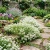 Alyssum Sweet Seeds - Lobularia Maritima