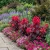 Amaranthus Early Splendor Seeds - Amaranthus Tricolor