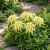 Amaranthus Yellow Seeds - Amaranthus Tricolor