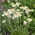 Ammobium Seeds - Alatum Grandiflorum