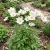 Anemone Madonna Seeds - Anemone Sylvestris