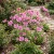 Anemone Pink Saucer Seeds - Anemone Hupehensis