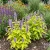 Anise Hyssop Golden Jubilee Non GMO Seeds - Agastache Foeniculum