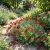 Anthyllis Red Carpet Seeds - Anthyllis Vulneraria Coccinea