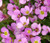 Arabis Wall Rock Cress Pink Seeds - Arabis Alpina Caucasica Rosea