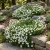 Arenaria Mountain Sandwort Seeds - Arenaria Montana