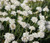 Armeria White Sea Thrift Seeds - Armeria Maritima Alba