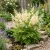Aruncus Noble Spirits Seeds - Aruncus Aethusifolius
