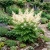 Aruncus White Seeds - Aruncus Dioicus