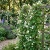 Asarina Climbing Snapdragon White Seeds - Asarina Scandens