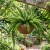 Asparagus Foxtail Fern Seeds - Asparagus Densiflorus Meyeri p2