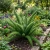 Asparagus Foxtail Fern Seeds - Asparagus Densiflorus Meyeri