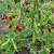Asparagus Pea Non GMO Seeds - Lotus Tetragonolobus p2