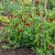 Asparagus Pea Non GMO Seeds - Lotus Tetragonolobus