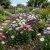 Aster China Mix Seeds - Callistephus Chinensis