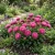 Aster Dwarf Milady Rose Seeds - Callistephus Chinensis