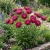 Aster Gremlin Double Dark Rose Seeds - Callistephus Chinensis