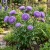 Aster Gremlin Double Lavender Seeds - Callistephus Chinensis