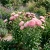 Aster Gremlin Double Lavender Seeds - Callistephus Chinensis