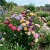 Aster Gremlin Double Mix Seeds - Callistephus Chinensis