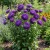 Aster Gremlin Double Violet Seeds - Callistephus Chinensis