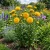 Aster Gremlin Double Yellow Seeds - Callistephus Chinensis