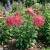 Aster Needle Unicum Rose Seeds - Callistephus Chinensis