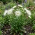 Aster Needle Unicum White Seeds - Callistephus Chinensis