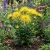 Aster Needle Unicum Yellow Seeds - Callistephus Chinensis