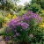 Aster New England Seeds - Symphyotrichum Novae-Angliae