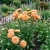 Aster Peony Duchess Apricot Seeds - Callistephus Chinensis