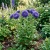 Aster Peony Duchess Blue Seeds - Callistephus Chinensis
