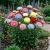 Aster Peony Duchess Mix Seeds - Callistephus Chinensis