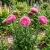 Aster Peony Duchess Pink Seeds - Callistephus Chinensis