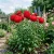 Aster Peony Duchess Scarlet Seeds - Callistephus Chinensis