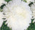 Aster Paeony Duchess White Seeds - Callistephus Chinensis