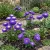 Aster Pompon Blue Seeds - Callistephus Chinensis