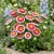 Aster Pompon Hinomaru Seeds - Callistephus Chinensis