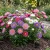 Aster Starlight Mix Seeds - Callistephus Chinensis