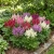 Astilbe Bunter Mix Seeds - Astilbe Arendsii