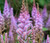 Astilbe Chinese Pumila Seeds - Astilbe Chinensis