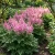 Astilbe Chinese Pumila Seeds - Astilbe Chinensis