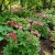 Astrantia Masterwort  Rose Symphony Seeds - Astrantia Major