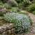 Aubrieta Rock Cress Pale Blue Seeds - Aubrieta Hybrida Graeca