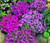 Aubrieta Rock Cress Royal Mix Seeds - Aubrieta Hybrida